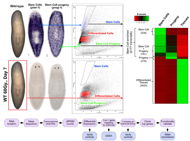 planarian stem cell pluripotency