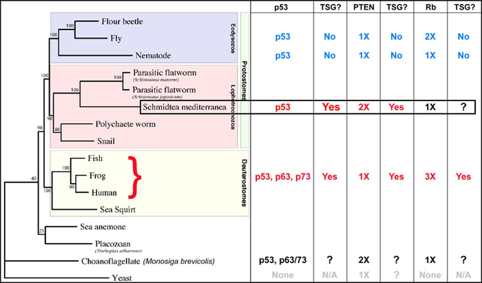 Evolution of tumor suppressors