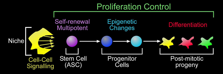 Proliferation control in adult stem cell lineages pathway